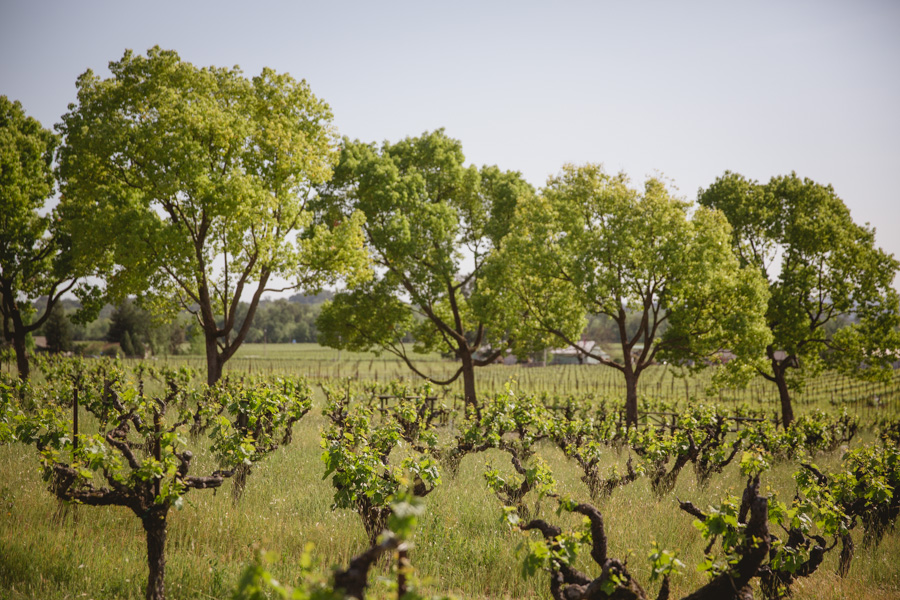 sonoma stryker winery wedding photographer 