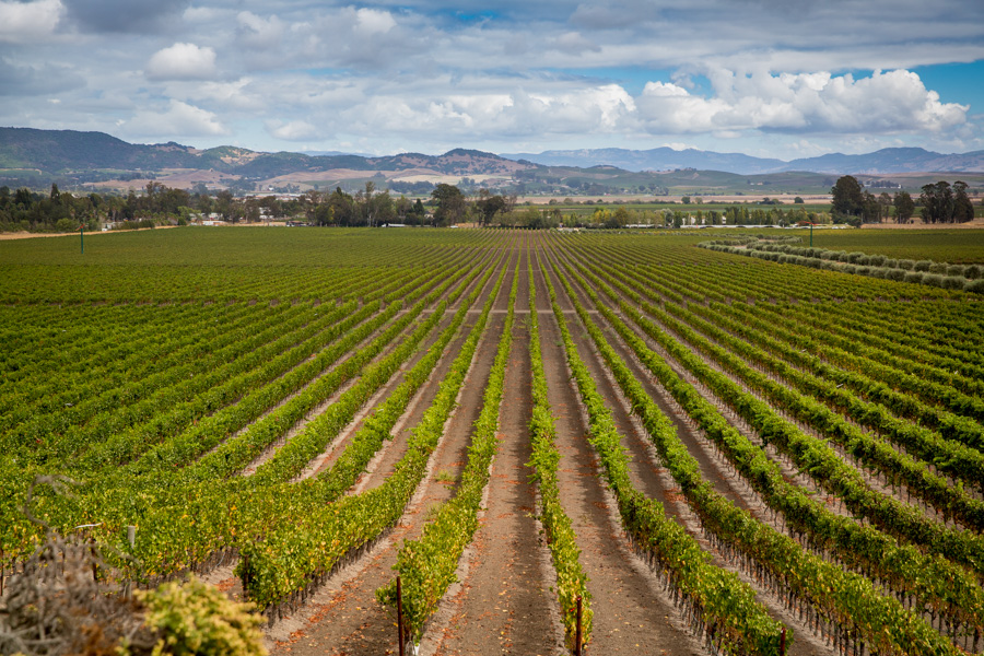 napa gloria ferrer wedding photographer photo